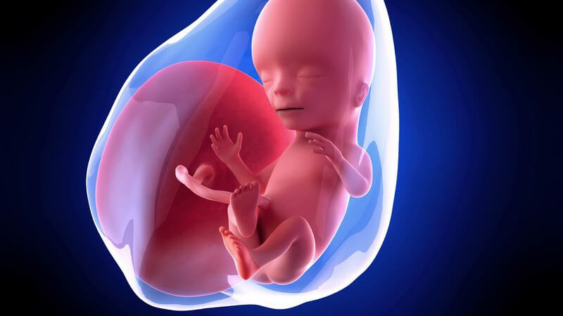 Blaue 3-D-Grafik eines Embryos in der 15. Schwangerschaftswoche (15. SSW)