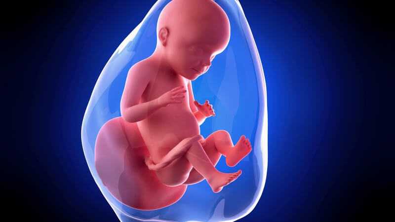 Blaue 3-D-Grafik eines Embryos in der 28. Schwangerschaftswoche (28. SSW)
