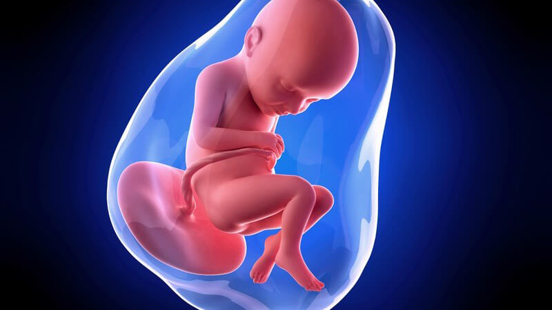 Blaue 3-D-Grafik eines Embryos in der 32. Schwangerschaftswoche (32. SSW)