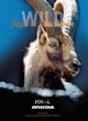Jagd in den Alpen: Wild