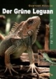 Der Grüne Leguan im Terrarium